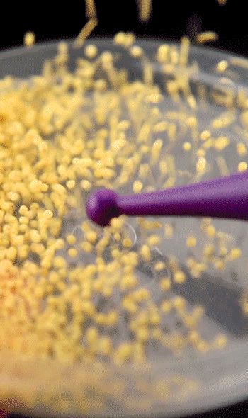 Erocome Dorado